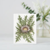 Silver Thistle Collection Postkarte (Stehend Vorderseite)