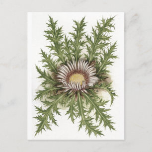 Silver Thistle Collection Postkarte