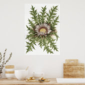 Silver Thistle — Sue Abonyi Poster (Küche)