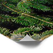 Silver Tip Fir Tree Isaiah 41:10 Print Poster (Ecke)