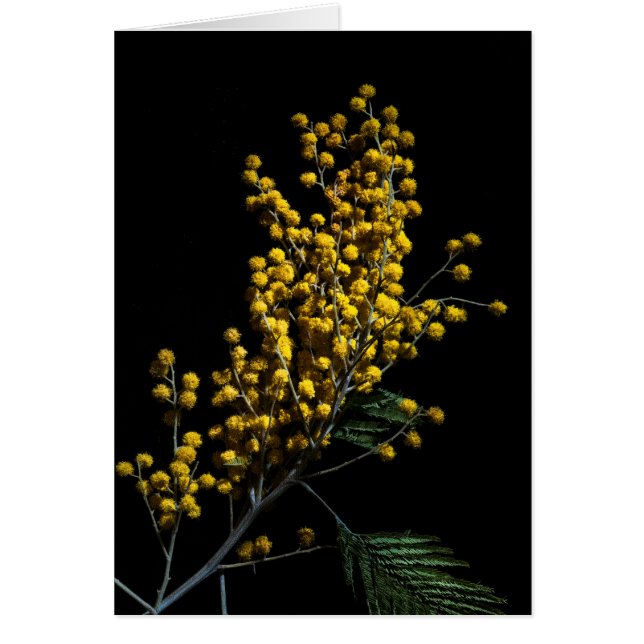 Silver Wattle Blume (Vorne)