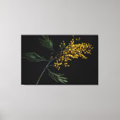 Silver Wattle Blume Leinwanddruck (Vorderseite)