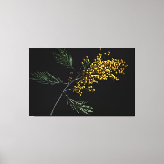 Silver Wattle Blume Leinwanddruck (Vorderseite)