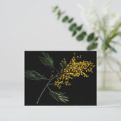 Silver Wattle Blume Postkarte (Stehend Vorderseite)