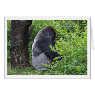 Silverback