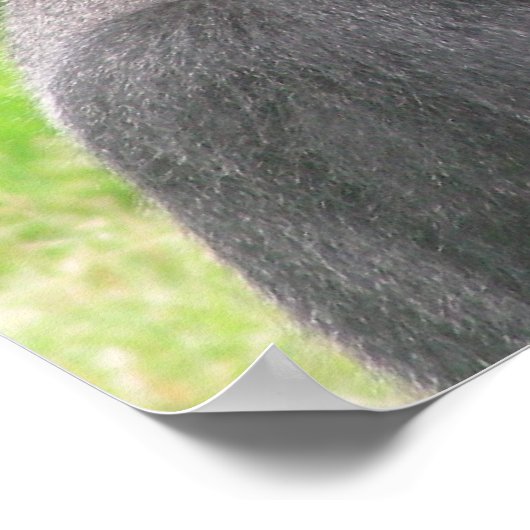 Silverback 001 Leinwand Poster (Ecke)