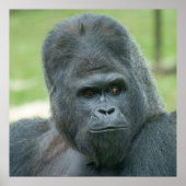 Silverback Dishi Poster (Vorne)