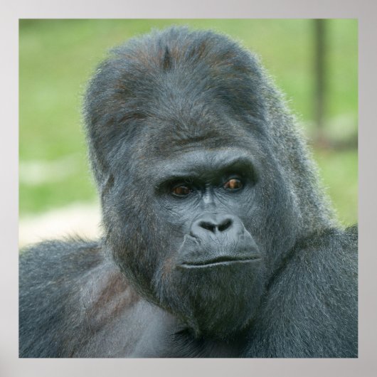 Silverback Dishi Poster (Vorne)