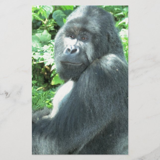 Silverback Gorilla (Vorderseite)