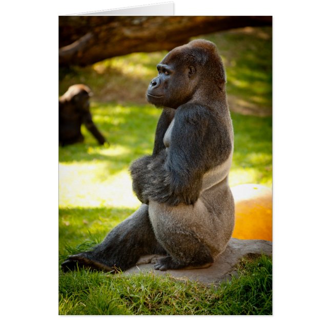 Silverback Gorilla (Vorne)