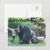 Silverback Gorilla # 1 Postkarte (Vorne/Hinten)