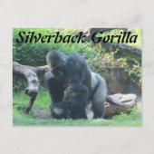 Silverback Gorilla # 1 Postkarte (Vorderseite)