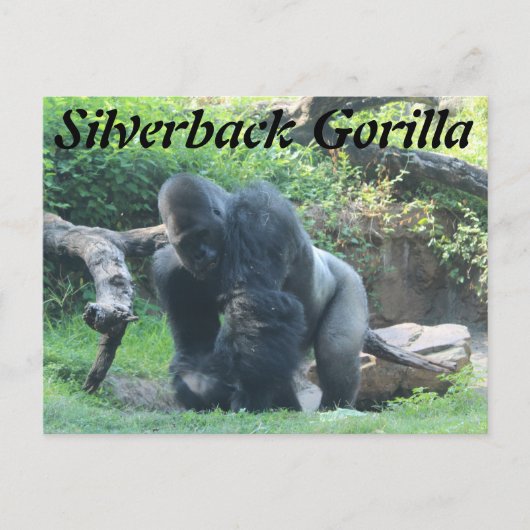 Silverback Gorilla # 1 Postkarte (Vorderseite)