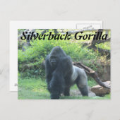 Silverback Gorilla # 2 Postkarte (Vorne/Hinten)