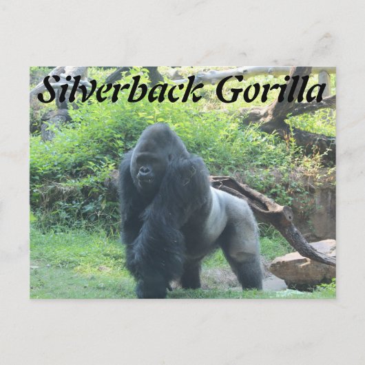 Silverback Gorilla # 2 Postkarte (Vorderseite)
