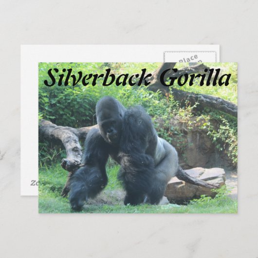 Silverback Gorilla # 3 Postkarte (Vorne/Hinten)