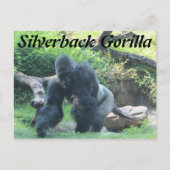Silverback Gorilla # 3 Postkarte (Vorderseite)