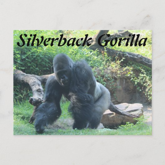 Silverback Gorilla # 3 Postkarte (Vorderseite)