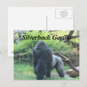 Silverback Gorilla # 4 Postkarte (Vorne/Hinten)