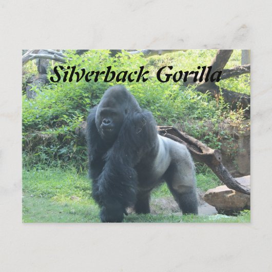 Silverback Gorilla # 4 Postkarte (Vorderseite)
