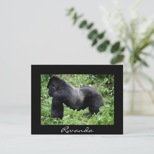 Silverback Gorilla Black Rwanda Postkarte (Stehend Vorderseite)