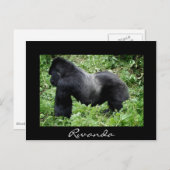 Silverback Gorilla Black Rwanda Postkarte (Vorne/Hinten)