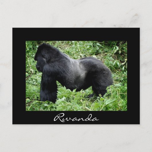 Silverback Gorilla Black Rwanda Postkarte (Vorderseite)