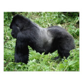 Silverback Gorilla Foto (Vorne)