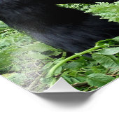 Silverback Gorilla Foto (Ecke)