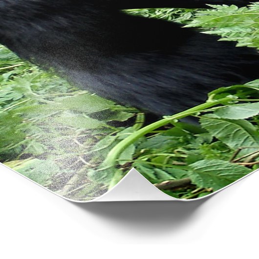 Silverback Gorilla Foto (Ecke)