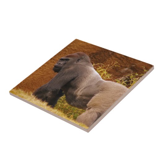 Silverback-Gorilla-Foto-Fliese Fliese (Seite)