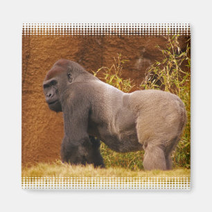 Silverback Gorilla Foto Magnet