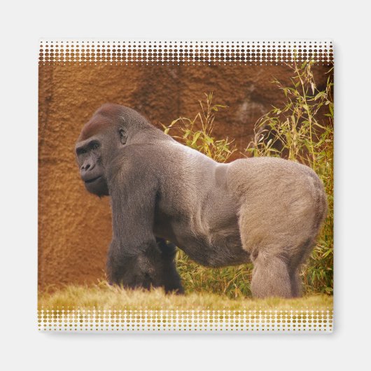 Silverback Gorilla Foto Magnet (Vorne)