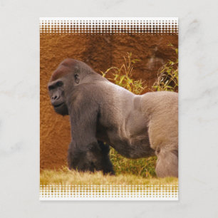 Silverback Gorilla Foto Postcard Postkarte
