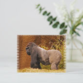 Silverback Gorilla Foto Postcard Postkarte (Stehend Vorderseite)