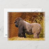 Silverback Gorilla Foto Postcard Postkarte (Vorne/Hinten)