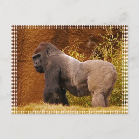 Silverback Gorilla Foto Postcard Postkarte (Vorderseite)
