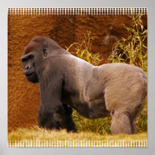 Silverback Gorilla Foto Print Poster