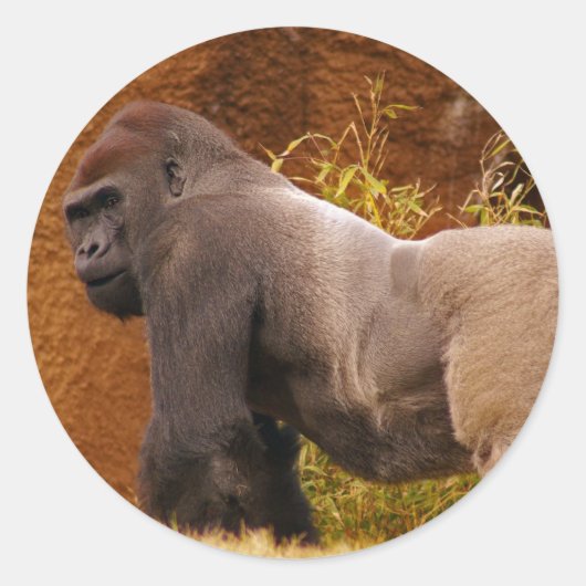 Silverback Gorilla Foto Sticker (Vorderseite)