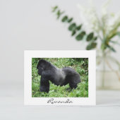 Silverback Gorilla in Ruanda weiße Postkarte (Stehend Vorderseite)