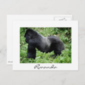 Silverback Gorilla in Ruanda weiße Postkarte (Vorne/Hinten)