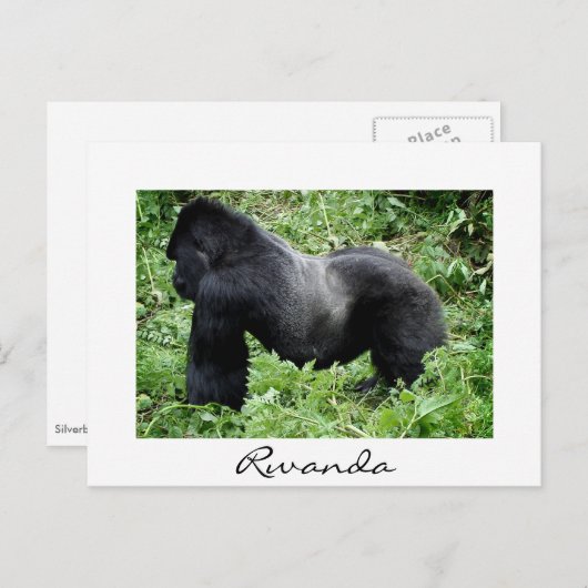 Silverback Gorilla in Ruanda weiße Postkarte (Vorne/Hinten)