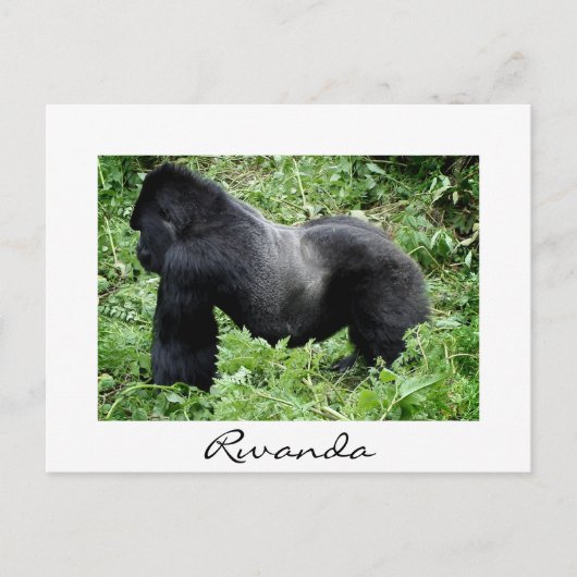 Silverback Gorilla in Ruanda weiße Postkarte (Vorderseite)