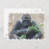 Silverback Gorilla Postcard Postkarte (Vorne/Hinten)