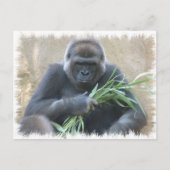 Silverback Gorilla Postcard Postkarte (Vorderseite)