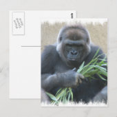 Silverback Gorilla Postcard Postkarte (Vorne/Hinten)