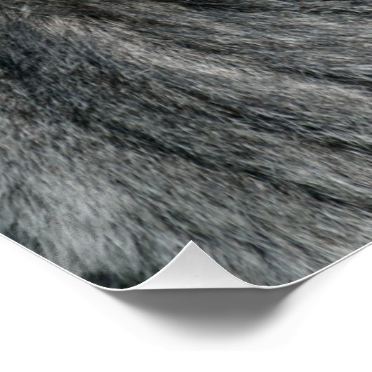 Silverback Gorilla Poster (Ecke)