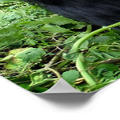 Silverback Gorilla Poster (Ecke)