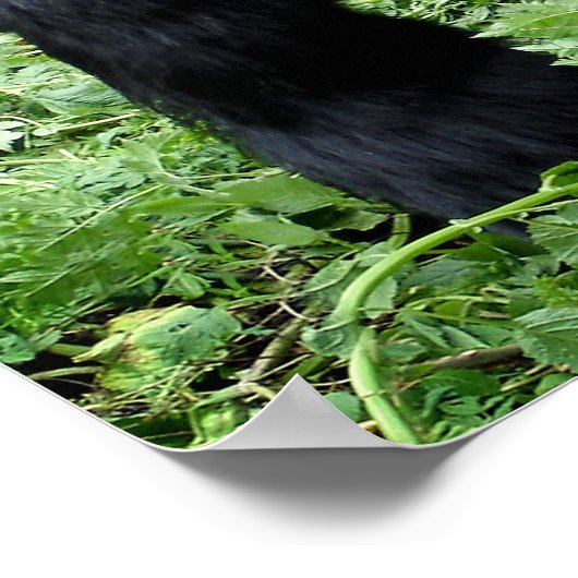 Silverback Gorilla Poster (Ecke)