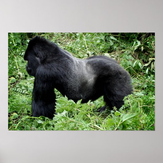 Silverback Gorilla Poster (Vorne)